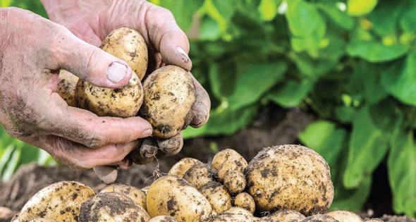 Green Coast Development  جرين كوست