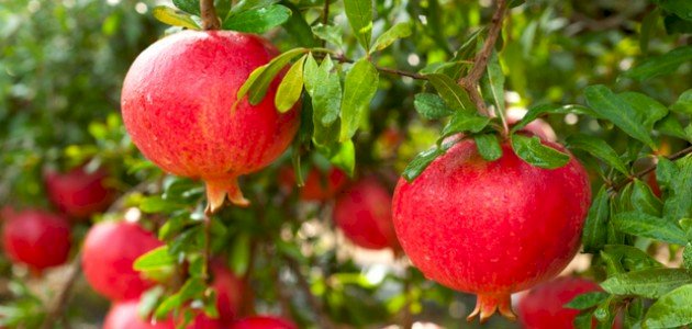 Green Coast Development  جرين كوست